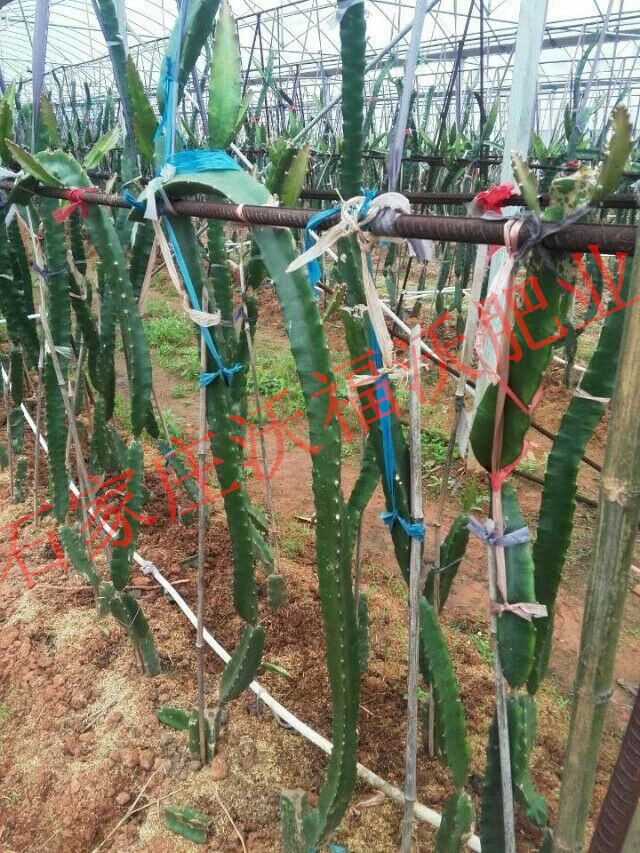 與海南火龍果種植基地建立長期合作關系